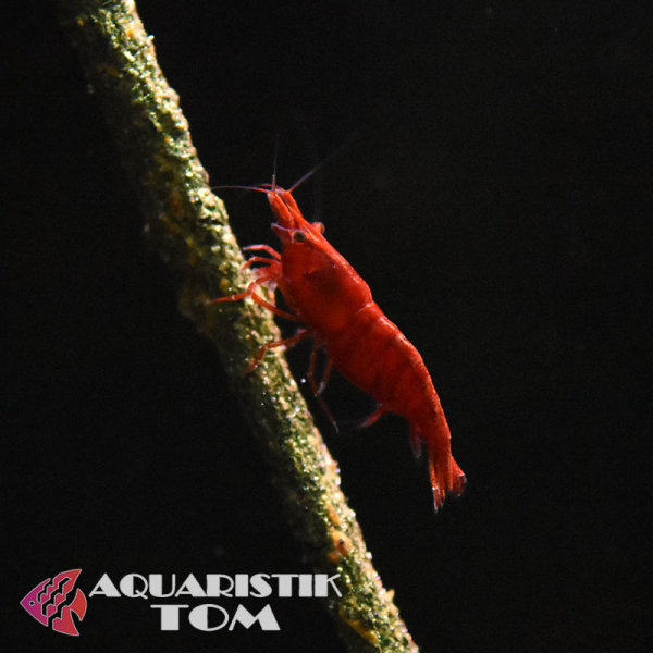 Rote Zwerggarnele, Neocaridina davidi 'Red Sakura'
